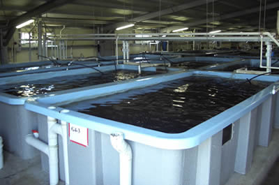 Aquaculture System Photograph